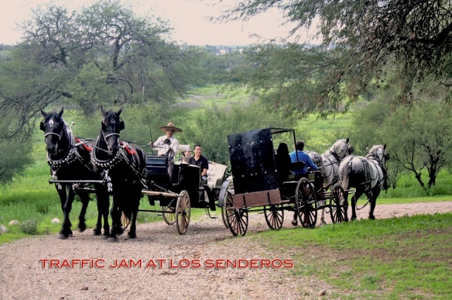  Carriage rides 